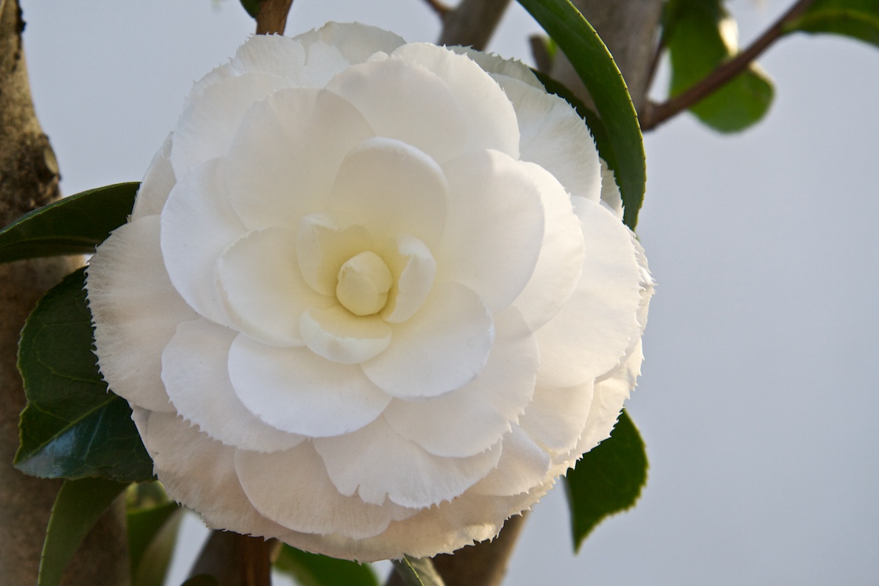 Camélia Camellia Japonica ‘imbricata Alba Theaceae Quinta Do Sargaçal