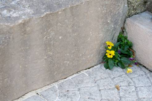 Amor-perfeito nas escadas