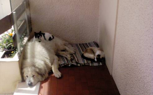 Vaquinha, Boudha e Bi