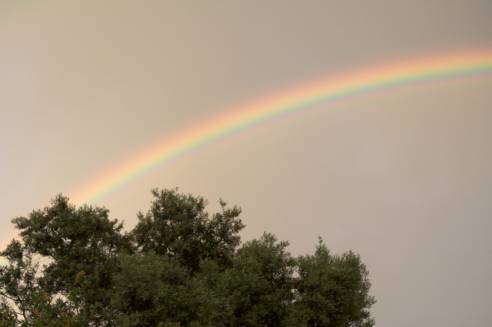 O arco-íris e a oliveira
