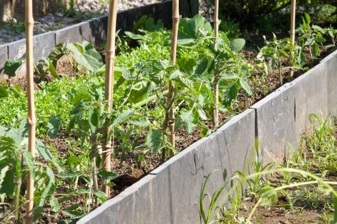 Bichos-de-conta (ou sapateiros)