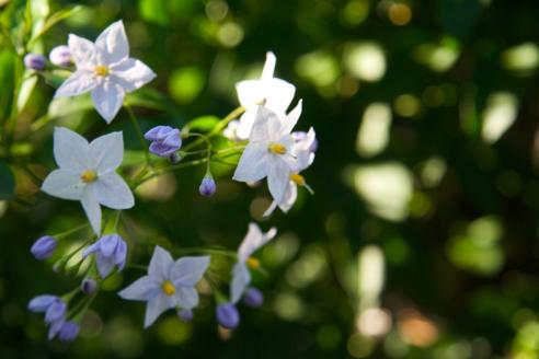 Solanum jasminoides
