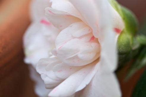 Camélia, Camellia japonica ‘Pomponia portuense’