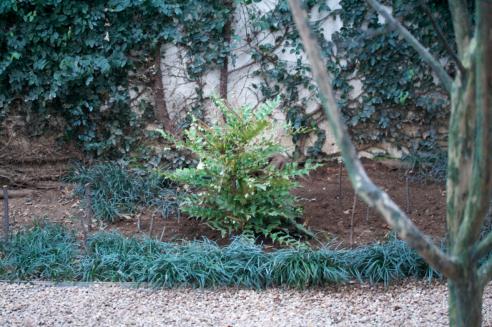 Mahonia plantada