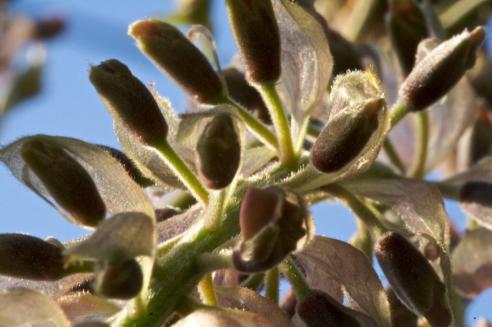 Glicínia, Wisteria sinensis