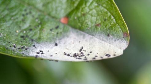 Hipericão-do-Gerês pulverizado
