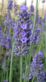 Alfazema, Lavandula augustifolia Hidcote giant