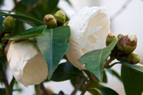 Camellia japonica 