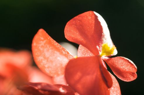 Begonia semperflorens