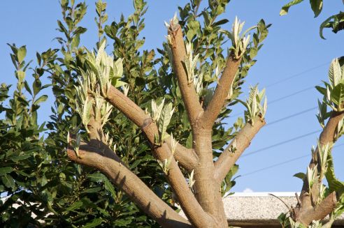 Nespereira horrivelmente podada