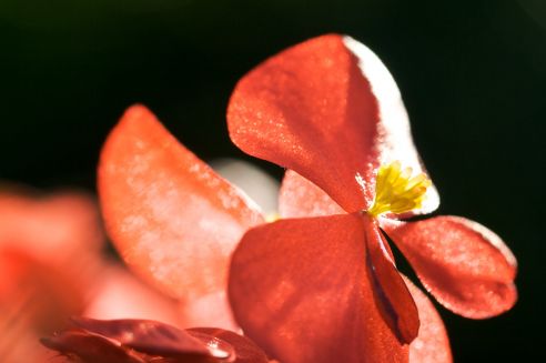 Begonia semperflorens