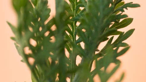 Alfazema-de-folhas-recortadas, Lavandula multifida