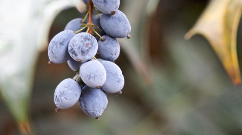 Mahonia x media, ‘Winter sun’