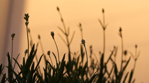 Alfazema ao fim da tarde, quase noite