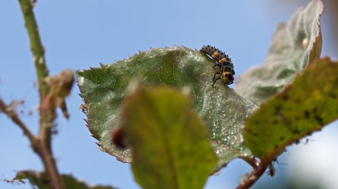 Larva de joaninha