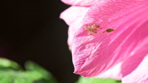 A detestada prole do afídio