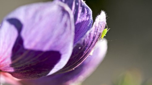 O detestado afídio