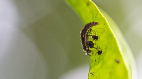 Larva de joaninha e afídios