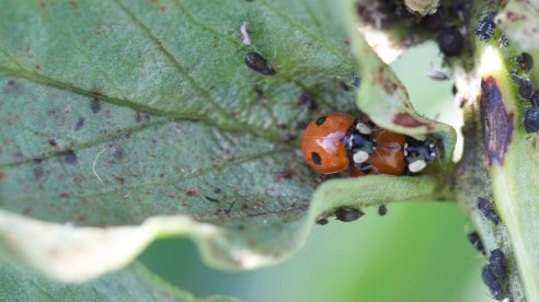 Joaninha Coccinella bipunctata