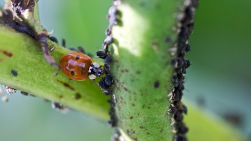 Joaninha Coccinella bipunctata