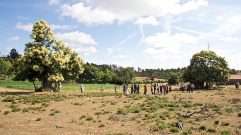 De um castanheiro para outro