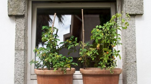 Tomates Hundreds and Millions