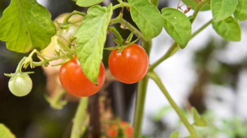 Tomates Hundreds and Millions