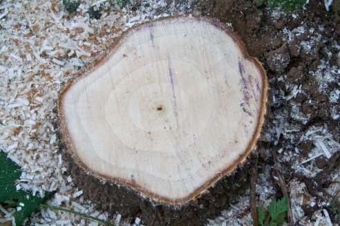 Tronco de liquidambar