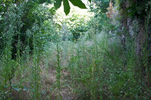 Pomar de laranjeiras