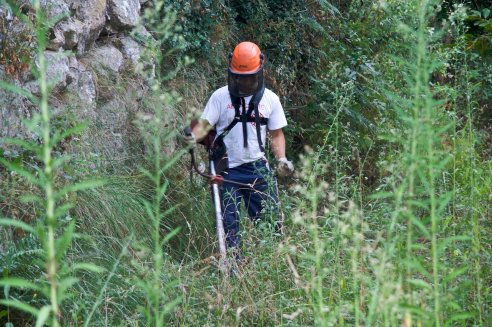 Pomar de laranjeiras