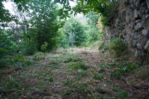 Pomar de laranjeiras