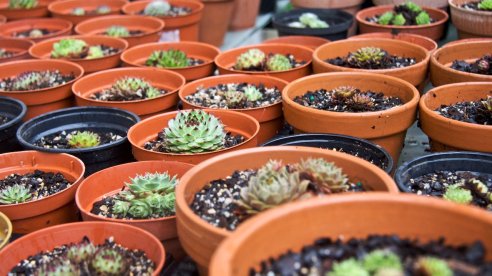 Parte da colecção de Sempre-vivas