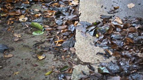 Folhas da sempre ameaçada Magnólia