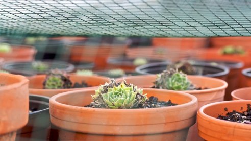 Parte da colecção de Sempre-vivas