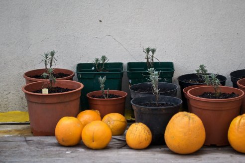 Alfazemas recentemente envasadas