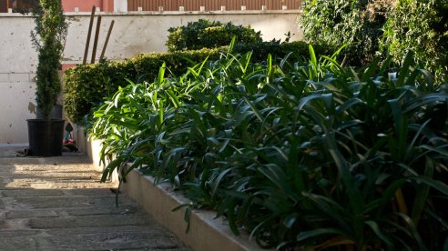 Jardim com Agapantos em primeiro plano