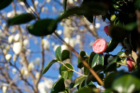 Camélia e Magnólia num belo dia de Sol