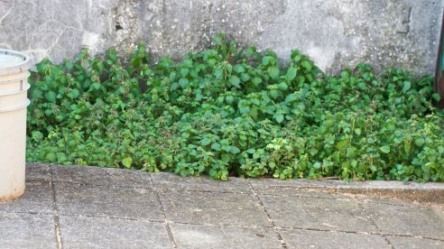 Canteiro cheio de urtigas