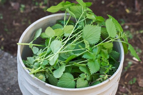 Urtigas prontas para o chorume