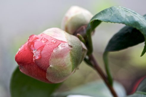 Camellia japonica 'Adolphe Audusson'