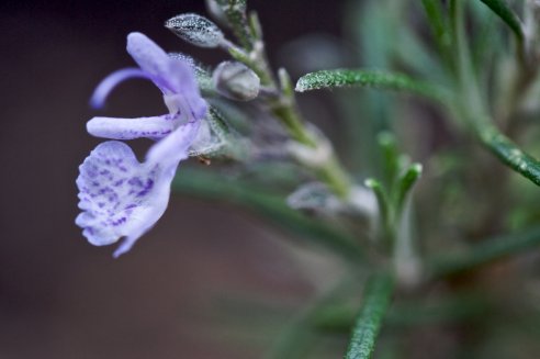 Rosmarinus officinalis 'Sissinghurst Blue'