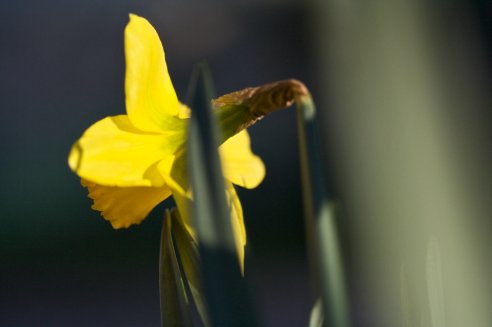 Narciso