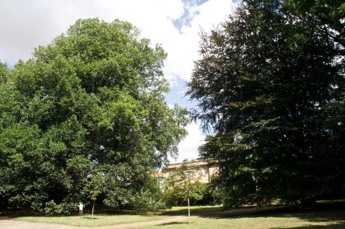 Tulipeiro e Faia na Casa das Artes no Porto