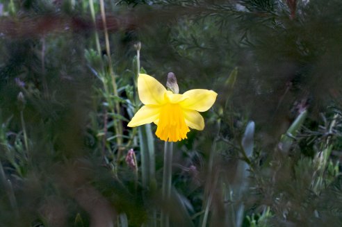 Narciso