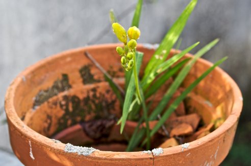 Frésia no meio dos cacos