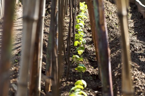 Estacas nos feijões