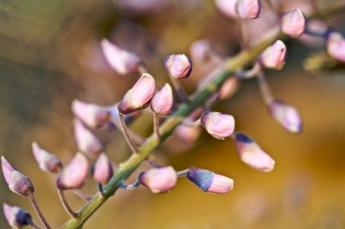 Glicínia, Wisteria sinensis