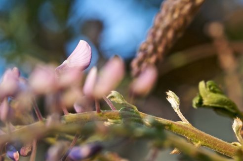 Glicínia, Wisteria sinensis
