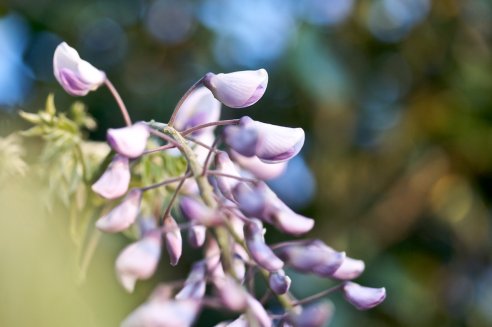 Glicínia, Wisteria sinensis