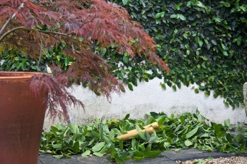 Podar a Ficus repens